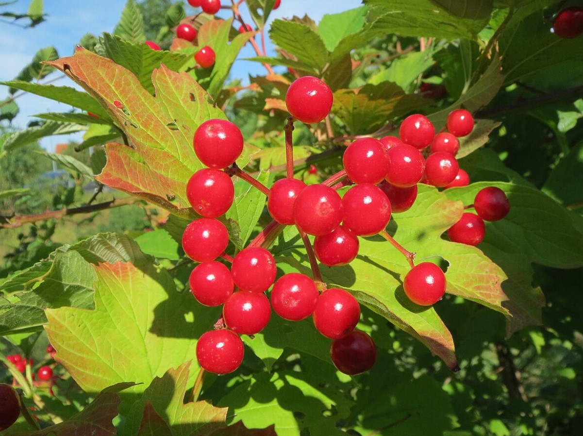 Kõik arvavad, et see on dekoratiivne põõsas. Selle viljad, õied ja koor leevendavad soolevalu ja -spasme ning kaitsevad diabeedi eest.