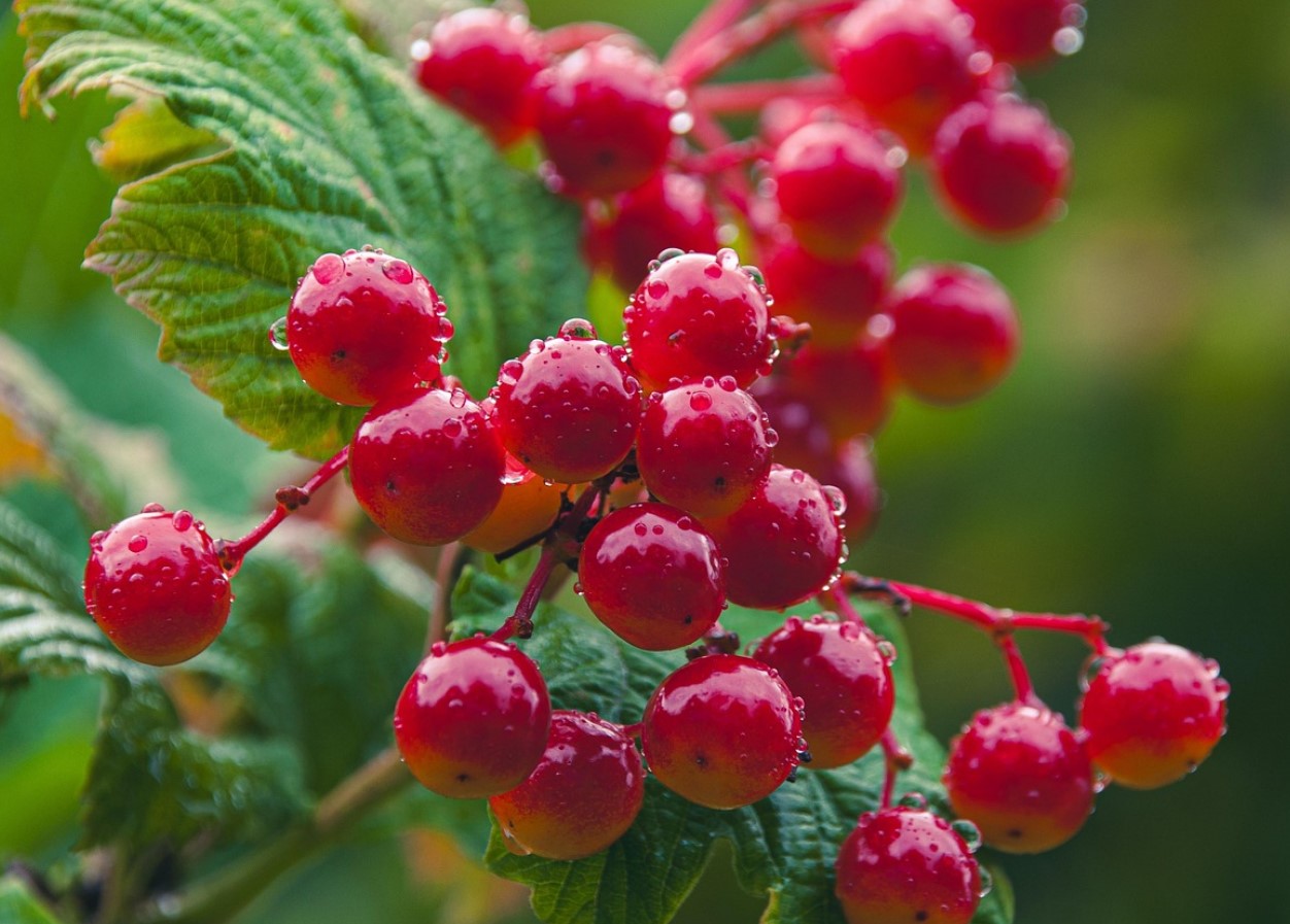 Kõik arvavad, et see on dekoratiivne põõsas. Selle viljad, õied ja koor leevendavad soolevalu ja -spasme ning kaitsevad diabeedi eest.