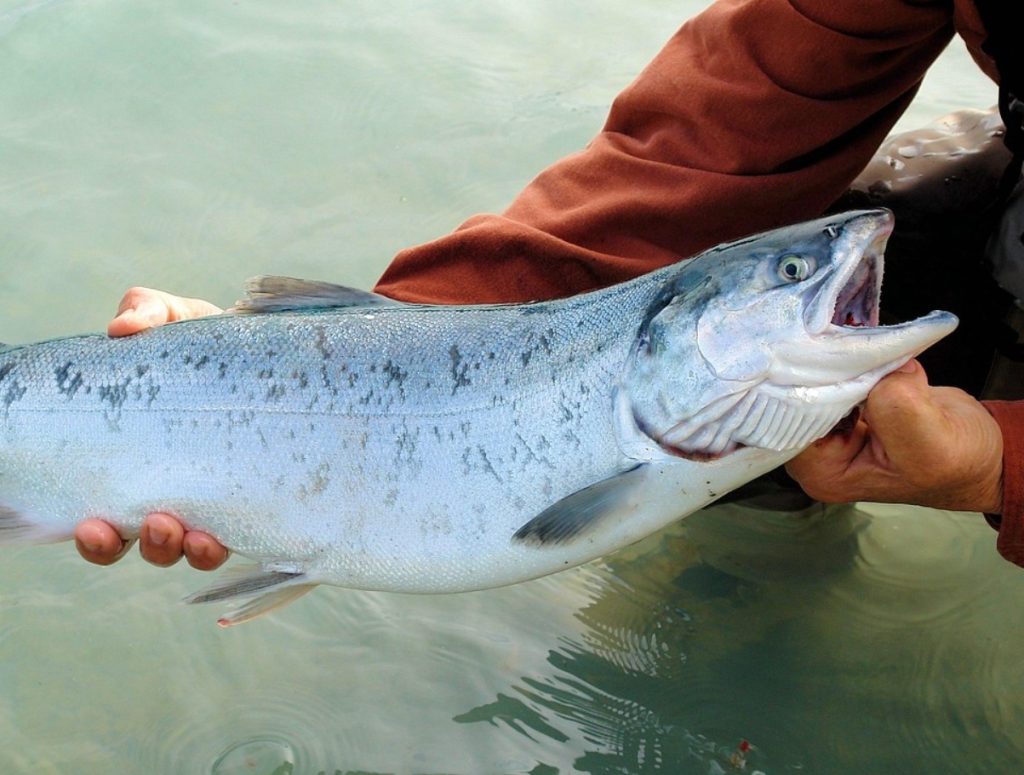 Kas see on Soomes kõige populaarsem lõhetoit? Proovi neid lihtsaid variante.