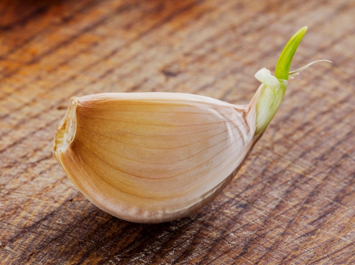 Olge ettevaatlikud küüslaugu võrse suhtes. See võib kõik ära rikkuda.