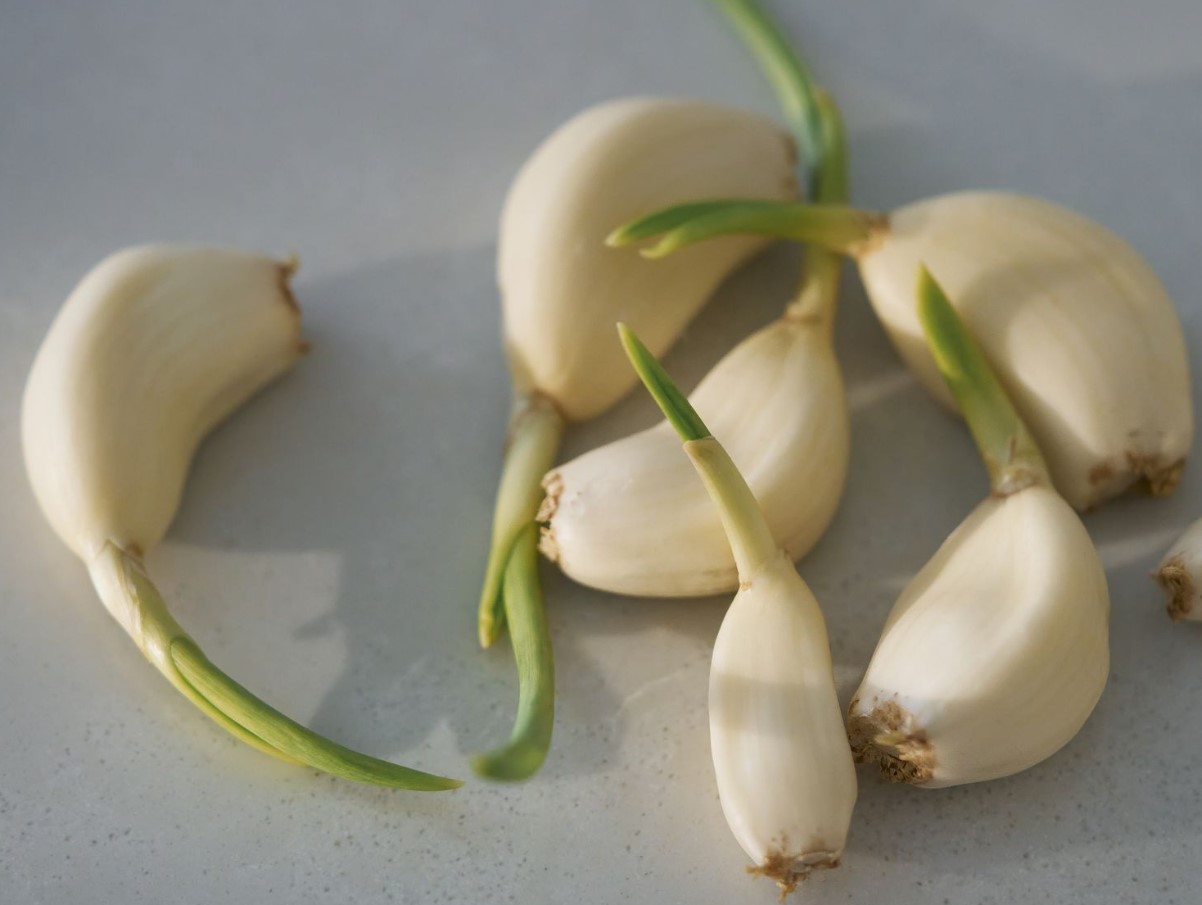 Olge ettevaatlikud küüslaugu võrse suhtes. See võib kõik ära rikkuda.