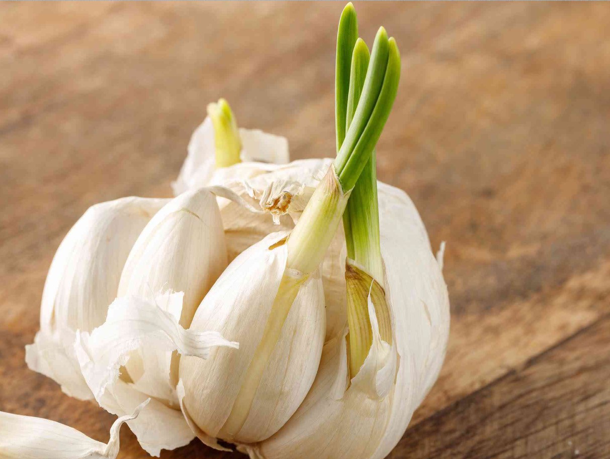 Olge ettevaatlikud küüslaugu võrse suhtes. See võib kõik ära rikkuda.