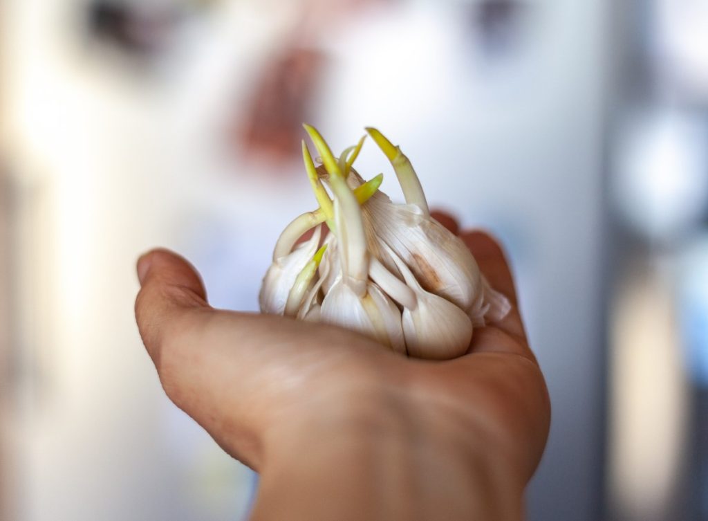 Olge ettevaatlikud küüslaugu võrse suhtes. See võib kõik ära rikkuda.