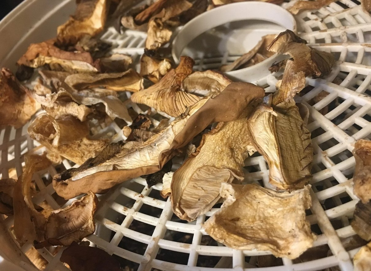 Neid seeni ei tohi kuivatada. Mõned neist on tõesti hämmastavad.