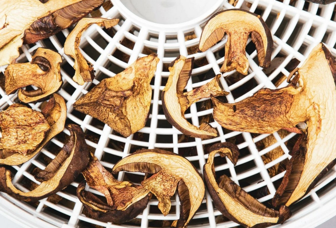 Neid seeni ei tohi kuivatada. Mõned neist on tõesti hämmastavad.