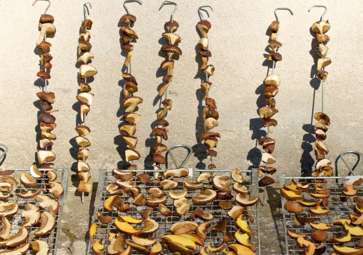 Neid seeni ei tohi kuivatada. Mõned neist on tõesti hämmastavad.